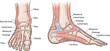 © stock i - Labeled vector diagram of human foot anatomy featuring tibia, fibula, and metatarsal bones in front and side views isolated on white background for medical education.