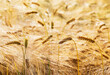 © Westend61 - Golden barley field in Mondseeland Upper Austria in summer sunlight