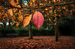 © Masha - L'automne est là !
