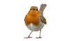 © Andrei - Isolated European robin standing in a studio shot, front view of a little brown bird