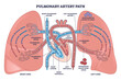 © VectorMine - Pulmonary artery path shows cardiopulmonary circulation, deoxygenated blood from right ventricle to lungs, returning via pulmonary veins, heart, lungs, arteries highlighted. Outline diagram