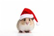 © Rawpixel.com - Animal wearing christmas hat hamster mammal rodent.