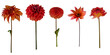 © Susie - Dahlia flower and stems - Isolated PNG file of side-on images of 5 different dahlia flowers and stems in deep orange shades