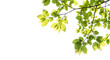 © MOHON - Green leaves on tree branch isolated on transparent background