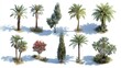 © MKS - Mexican Fan palm trees, shown on a white backdrop, are a great choice for those creating architectural renderings