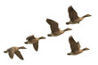 © PNG Kingdom  - Flying waterfowl flock migrating across sky, a group of geese in motion showing aerial movement and freedom on transparent background