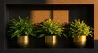 © Ayahe Stock - Three potted ferns sit bathed in sunlight within a dark recess, evoking calm and freshness.