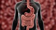 © PexelAura - Human digestive system anatomy illustration with esophagus stomach small intestine large intestine rectum and anus showing organs for digestion and nutrient absorption