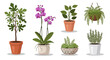 © Avra - Collection of assorted potted houseplants and flowering plants, including orchids and ferns