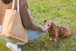© leungchopan - Happy woman giving snack to dog during training