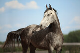 White horse