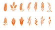© Dieke - A collection of illustrated wheat and rice vector graphics in a warm orange color, perfect for designs related to food, agriculture, and harvest themes.
