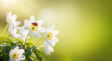 Charming ladybug resting on delicate white anemone flower basking in spring sunlight