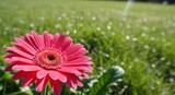 Vibrant pink gerbera daisy blooming brightly in a sunny green field