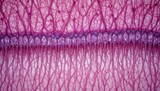 Microscopic view of retinal tissue with intricate nerve structures in vibrant purple color