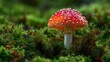 © Yuliia - Vibrant red fly agaric mushroom with white spots growing in lush green moss forest floor, showcasing natural woodland ecosystem in macro photography.