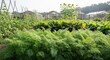 © Mr. Stocker - Vibrant green carrot tops flourish in the foreground of a large vegetable garden with rows of produce and wooden greenhouses under a bright, sunny sky