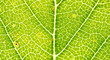 © Vjom - Bright Green Backlit Leaf Vein Macro Texture