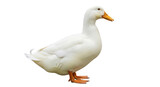 Side profile of white domestic Pekin duck standing isolated on Transparent Background