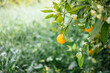 © Dasha Petrenko - Vibrant orange fruit hanging from a lush green tree branch, surrounded by delicate white flowers and soft grass, showcasing the beauty of nature's bounty in a serene environment