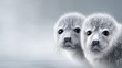 © TBC - Two baby seals, close-up view