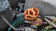 © Cam - Latticed Stinkhorn Fungus Emerges by the Rocks
