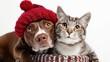 © Adolph - Adorable brown and white pit bull dog wearing festive red hat sitting beside cute gray tabby cat in cozy sweater, isolated on transparent background, symbolizing friendship, warmth, and holiday charm.