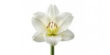 Close-up of a white amaryllis lily on a white background highlighting floral textures, suitable for botanical backgrounds