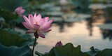 Pink water lotus flower surrounded by green leaves on tranquil pond, emphasizing aquatic plant health and growth, World Water Day