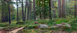 © Aggi Schmid - Laufwald und Mischwald, Waldlandschaft, Bayern, Deutschland, Panorama