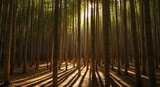 Enchanting golden light piercing through a dense bamboo forest, creating captivating shadows on the tranquil ground.