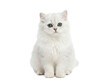 © Lily - Adorable fluffy white kitten PNG isolated on transparent background, cute Persian cat with green eyes for pet-related designs