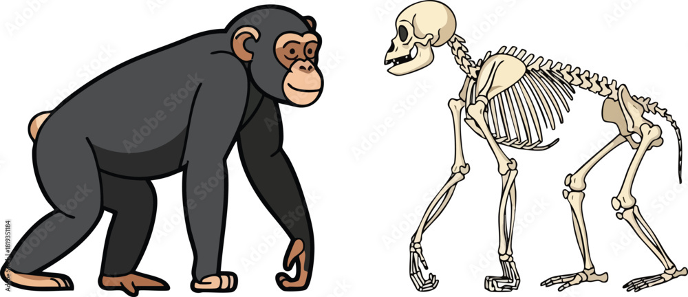 Chimpanzee Anatomy Exploring Skeletal Structure and Evolution Stock ...