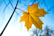 © ON-Photography - A single bright yellow maple leaf with typical shape hangs from a branch, illuminated by the radiant sun on a November morning with blue. Colorful translucent autumn foliage in a German forest.
