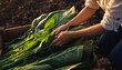 © anandart - senior farmer working in the agricultural garden of Corn field at sunset. agriculture