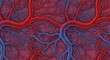 © Zahra - Detailed depiction of human blood vessels, featuring both arteries and veins in red and blue. Concept for medical illustration, anatomical study and science visualization
