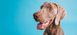 © DMegias - Weimaraner dog portrait captured in studio, showing pet having fun with a relaxed expression and tongue out