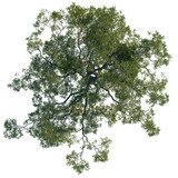 Quercus agrifolia tree plan, top view, cutout 4k, transparent background, Majestic treetop view for landscape design, perfect for urban planning needs