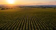 © fatema202 - Golden sunset over endless rows of corn field in countryside