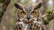 © Amur - great horned owl