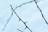 A dry gooseberry branch with icy drops