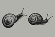 © SAGOR - Halftone snail crawling sketch vector illustration. Invertebrate animal in vintage engraving style. Eps 10