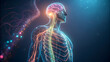 © Marjana - Human nervous system with brain and spinal cord view