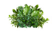 © one - A lush jungle fern cluster, isolated on transparent background .  Green leaves of tropical plants bush .Monstera, palm, rubber plant, pine, floral arrangement indoors garden nature backdrop isolated