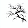 © Motaleb - A stark tree silhouette against a bright white background showcasing intricate branches and minimalist design