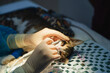© Gonzalo Infiesta - Veterinarian cleaning cat's teeth under anesthesia in clinic