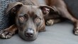 © Ilja - A Beautiful Brown Brindle Pit Bull Terrier Dog Relaxing on a Cozy Neutral Grey Couch in a Room