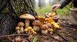 © Ksenia Pestereva - Mushroom picking in forest with child gathering basket filled with mushrooms, close up. Mushroom picking in quiet place is favorite activity in autumn for many families.