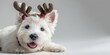 © Supawat - Cute West Highland White Terrier puppy smiling in luxurious reindeer antlers and festive Christmas decorations, isolated on pure white 2:1 background with natural daylight, soft shadows