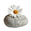 © ArzStudio - Flower Rests Gracefully on a Smooth Stone Against White Backdrop